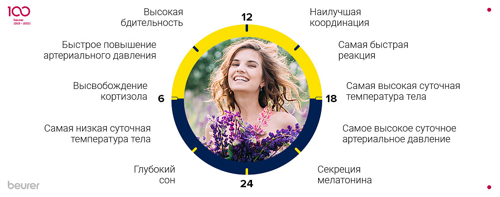 Циркадные ритмы - фазы