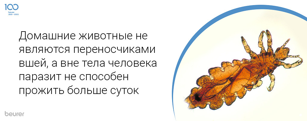 Домашние животные не являются переносчиками вшей, а вне тела человека паразит не способен прожить больше суток