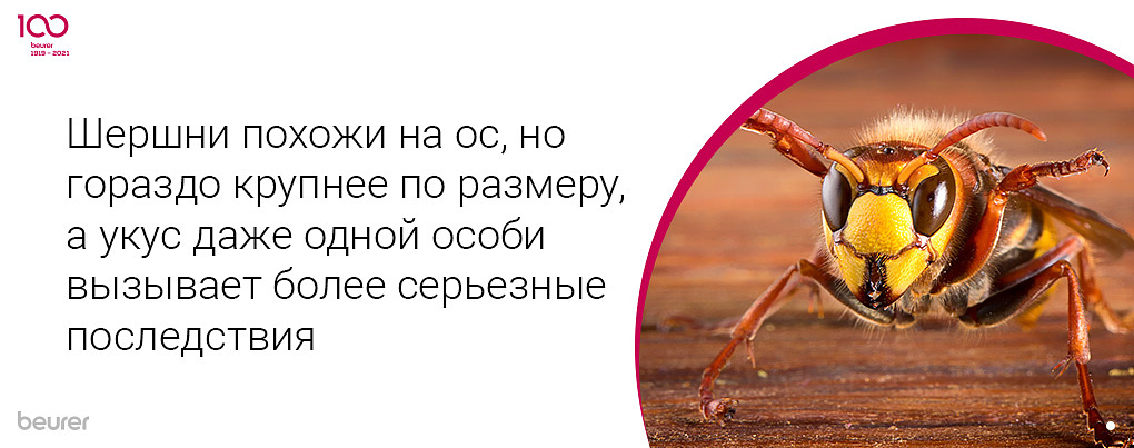 Шершни похожи на ос, но гораздо крупнее по размеру, а укус даже одной особи вызывает более серьезные последствия